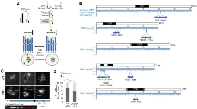 Figure 1. Genomic instability in the 20rDNA line L6F6. (A) Schematic representation of obtaining the 20rDNA L6F6 and its relative content in rRNA gene copies