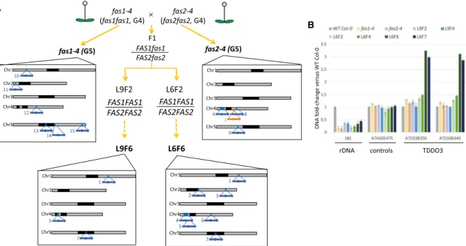 Figure 2. Identification of TDDO in the parental lines and in L9F6. (A) Identification of TDDO and deletion in the offspring of the parental lines fas1-4 and fas2-4 used to generate the L6 and L9 lines