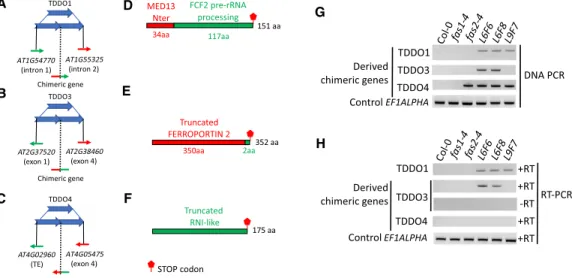 Figure 4. TDDOs provoke chimeric genes formation. (A – C) Schematic representation of TDDO1, TDDO3, and TDDO4 that provoked TE and/or gene fusion in the 20rDNA L6F6