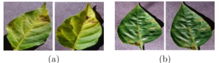 Fig. 6. Examples of pepper bell leaves that are confused with (a) Haunglongbing (Citrus greening) and (b) Target spot disease.