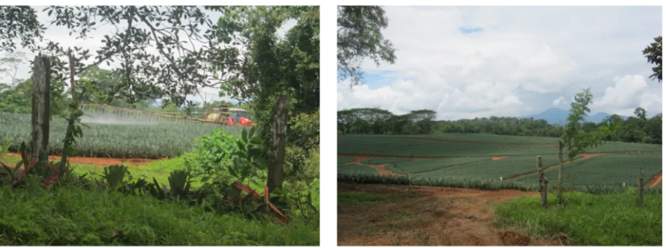 Figure 2. Extension et traitement des parcelles d’ananas près de la frontière (canton d’Upala) (clichés des auteures)