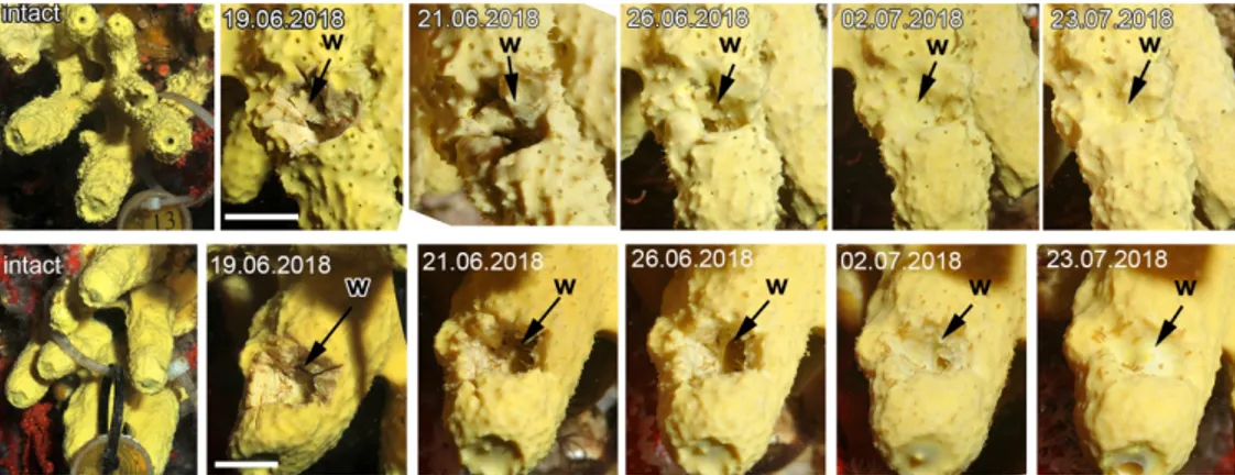 Figure 1. Time series photographs in situ of wounds to Aplysina cavernicola. 