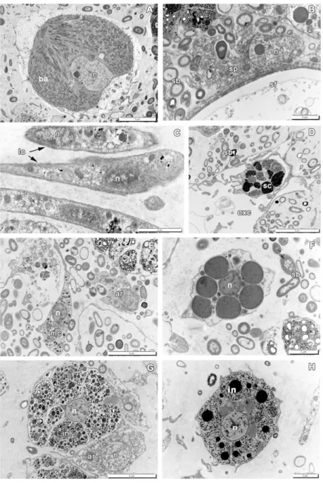 Figure 4. Cells of the mesohyl in intact Aplysina cavernicola 