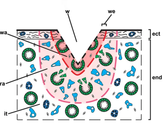 Figure 5. Scheme of wound and their parts in Aplysina cavernicola. 