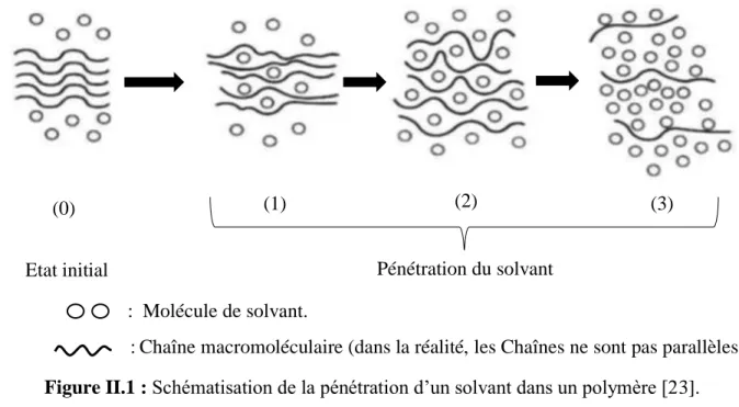 Figure II.1 : Schématisation de la pénétration d’un solvant dans un polymère [23]. 