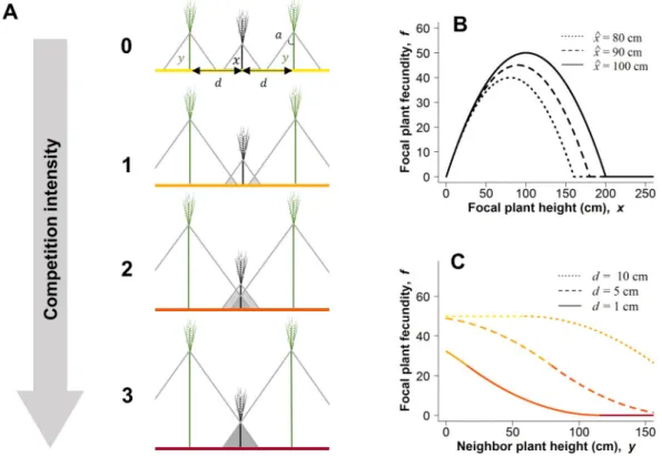 Figure 1 | Geometrical representation of plant competition for light. (A) We used triangles to  represent drop shadows around the plants (grey triangles)