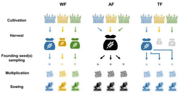 Figure 2 | Strategies of selection. The crop is grown in a farm composed of  n F  fields