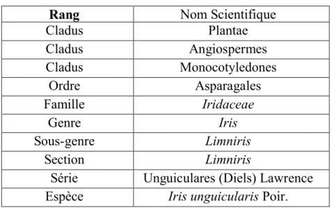 Tab. III. Classification de l’espèce Iris unguicularis Poir. 