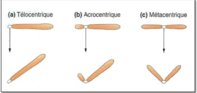 Fig. 1 : Représentation schématique de quelques type de chromosomes                       (Griffiths et al., 2002) 