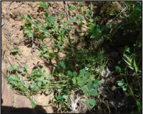 Fig. 5: Luzerne murex (Medicago  murex)  III.2.1/ Analyse de la méiose   