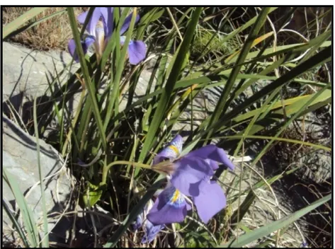 Fig. 9 : Iris d’Algérie (Iris unguicularis Poir.) 