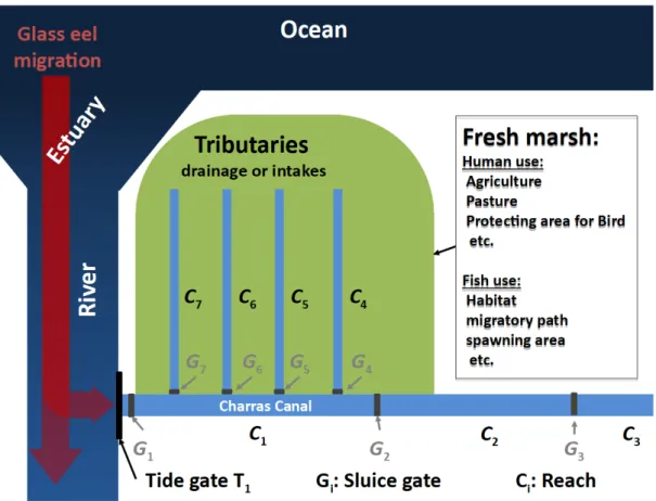 Figure 1. Charras network schematic map and examples of marsh water uses. G 4 , G 5 ,G 6 , and G 7  gates are coupled to flap gate to prevent salt water intrusion in tributaries.
