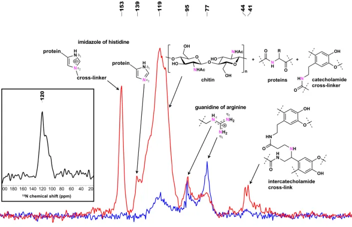 Fig. 1 CP-MAS 15 N NMR spectra of ant cuticle. Untreated (red line) and antibiotic treated (blue line) C
