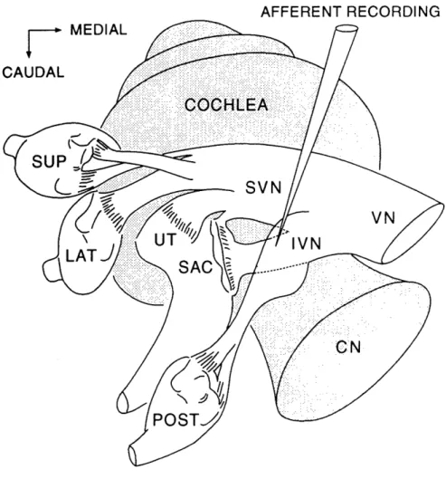 FIGURE  I-1.  Schematic  showing  the  recording  site  in  relation  to  the  cat's  cochlear  and vestibular  systems