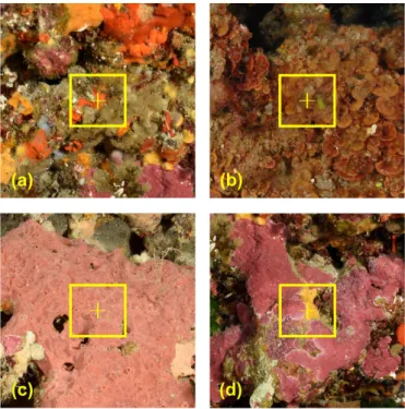 Figure 1 Illustration of the patch size selection problem. (a) the signal from the small sponge patch might be lost in its surroundings; (b) the patch might not capture the full extent of the larger textures; (c) extracted features would be more stable wit