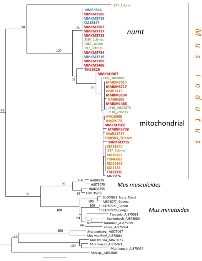 Figure 2. Maximum likelihood phylogeny of the numt and mitochondrial cytb sequences of Mus indutus 