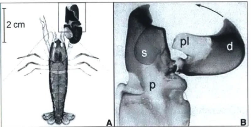 Figure  2-1:  The  Smooth Snapping  Shrimp  [21]. 2  cm Figure  2-2:  Diagramsnapping  mechanism A I' p Bof snapping[20].
