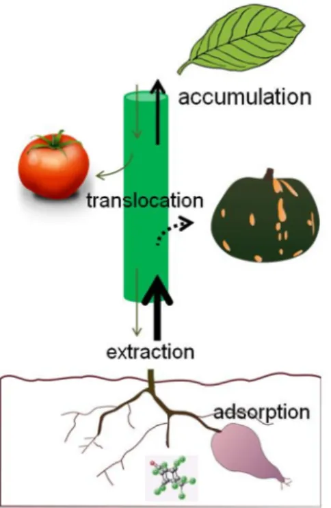 Figure 5 : Voies de contamination par la  chlordécone chez les plantes