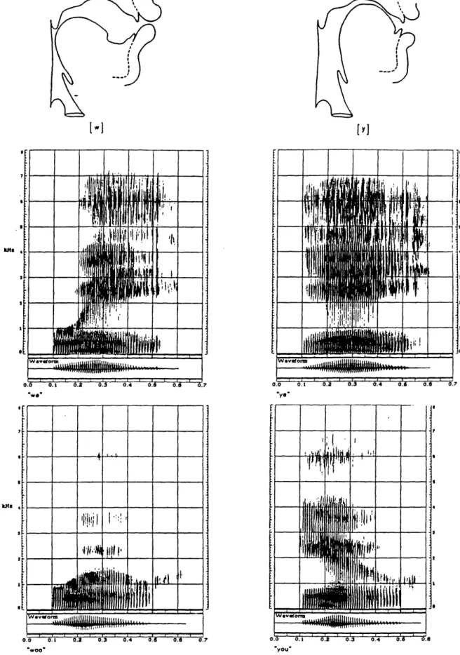 Figure  3.1:  X-ray  tracings  of  the  vocal  tract  and  wide  band spectrograms  of the  words