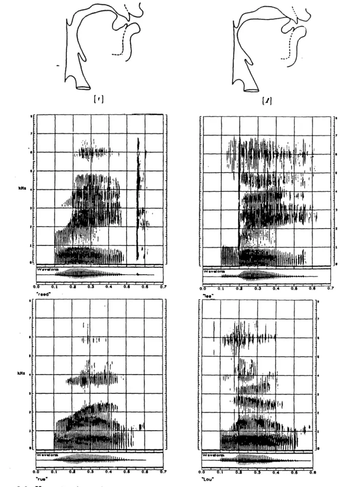 Figure  3.2:  X-ray  tracings  of  the  vocal tract  and  wide  band  spectrograms  of  the  words