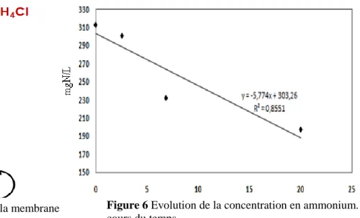 Figure 6 Evolution de la concentration en ammonium. au  cours du temps 