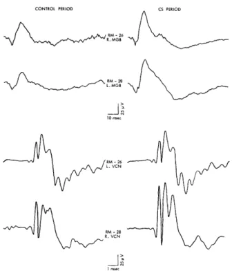 Fig.  14.  Average  click-evoked  potentials  recorded  from  medial geniculate  body  and  ventral  cochlear  nucleus  in  2  subjects on  the  last  day  of  conditioning