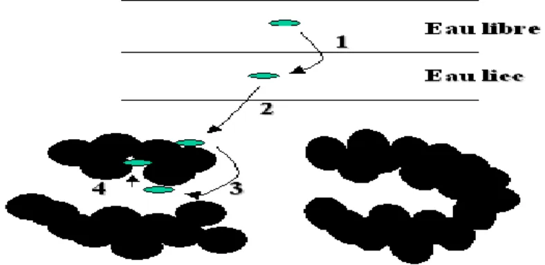 Figure I.2 Le mécanisme d’adsorption [9] 