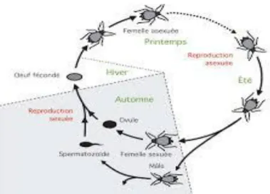 Figure N° 03    : Cycle biologique des pucerons  ( fun-mooc.fr) 