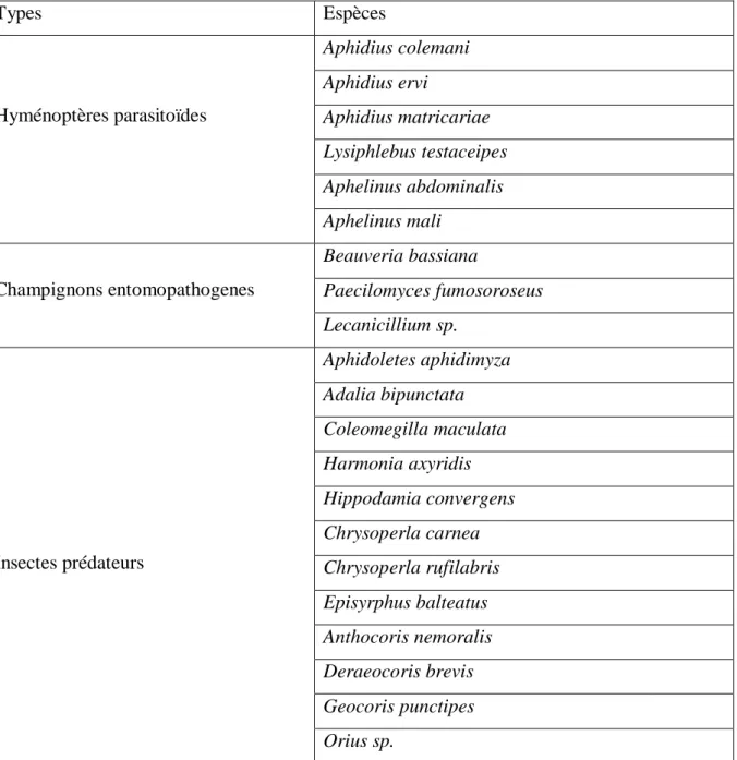 Tableau  N°  05:  les  insectes  auxiliaires  et  les  champignons  entomopathogènes  commercialisés et employés en lutte biologique contre les pucerons (COPPING, 2004  cité par POWELL et PELL, 2007) 