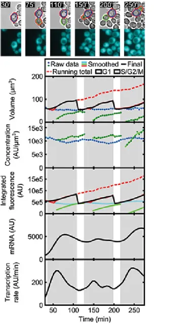 Figure 7. Single-cell time series of a haploid yeast expressing ADH1pr-CFP in microfluidic culture over several generations