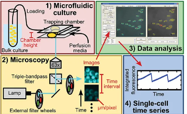 Figure 1. Schematic of protocol. The protocol describes steps for 1) microfluidic culture, 2) fluorescence, time-lapse microscopy, 3) data analysis, and 4) output of single-cell time series of cell measurements