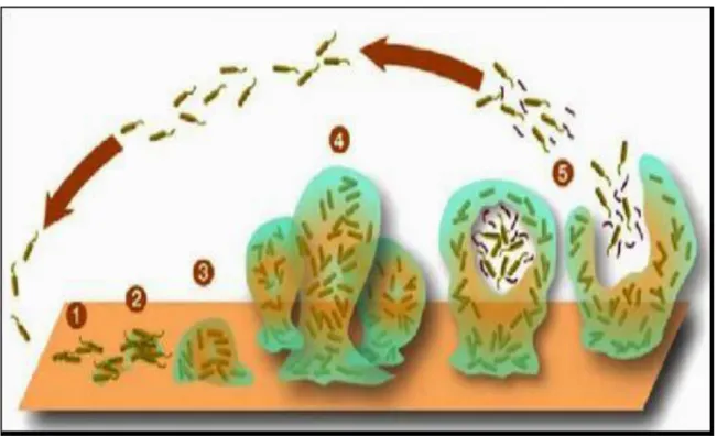 Figure  01:  Schéma  représentant  les  étapes  du  développement  du  biofilm  (Yannick  et  al.,  2014)