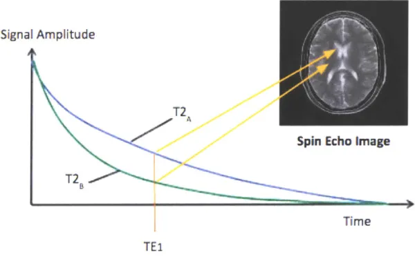 Figure  2-4:  Schematic  representation  of  signal  decay  from  two  tissues,  tissue  A  and tissue  B, where  tissue A  has  a larger  T2 value  than tissue  B