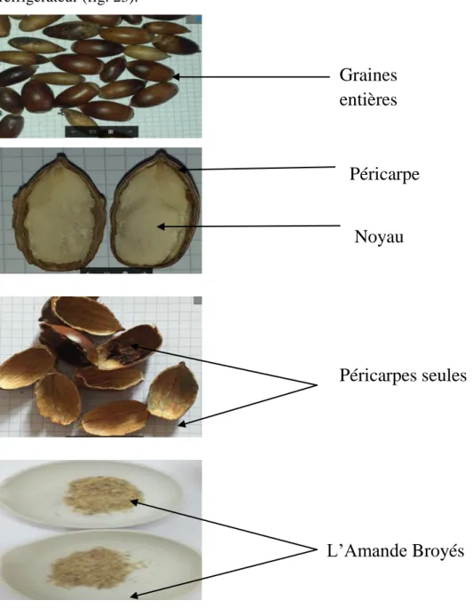 Figure 23 : Différentes parties de la graine du gland (Quercus ilex)  (original., 2019) 