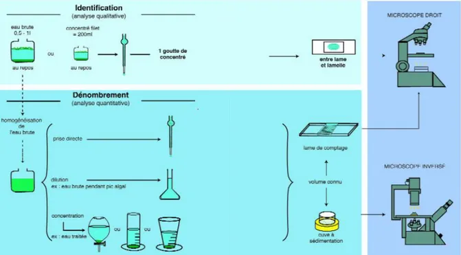 Figure 4 : Schéma générale du protocole expérimental de l’étude de la communauté de  phytoplanctons au niveau du barrage de Tilesdit