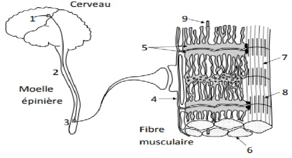 Figure 1.4.Le système  neuromusculaire  [17]