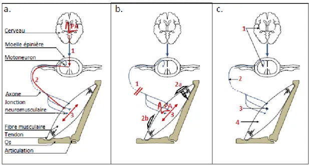 Figure 4.3. Différence entre une contraction volontaire et évoquée électriquement :   a) Génération d’une contraction musculaire de manière volontaire