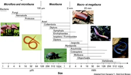 Figure   1   :   Distribution   of   soil   organisms   as   a   function   of   their   size                                                   