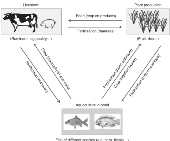 Figure 1 Simplified flow diagram of the interactions within integrated agriculture–aquaculture systems.