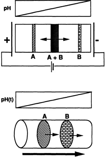 Figure 1.1  Protein separations mediated by ampholyte solutions:  (a) isoelectric focusing,  (b) chromatofocusing  and (c) ampholyte displacement chromatography.