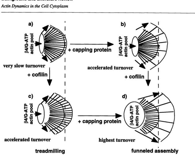 FIGURE 1.6.  A  recent model of actin dynamics in lamellae (Carlier,  1998).  The model describes a synergy between the actin associated  proteins cofilin and capping protein
