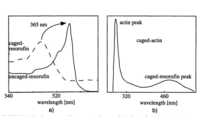 FIGURE 2.2.  Absorbance spectra demonstrating the successful synthesis of caged-actin