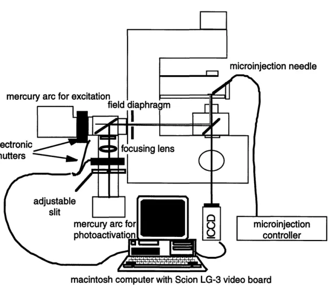 FIGURE 2.3.  Schematic of the PAF measurement system.  The system centers around an epi-fluorescence microscope