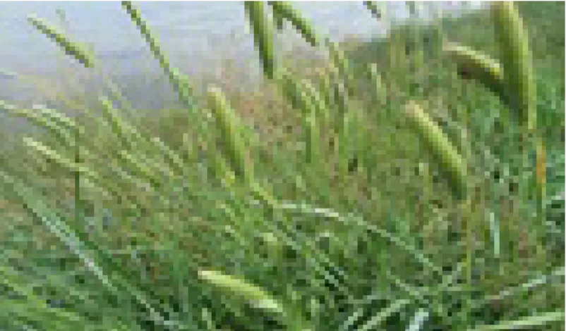 Figure 02 :  Phalaris paradoxa  (Syngenta France, 2000). 