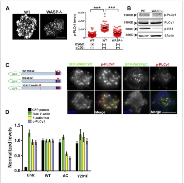 Figure 4. WASP regulates calcium ion signaling via generation of F-actin foci. (A) WASP deficient T cells exhibit impaired TCR-induced PLC γ 1-Y783 phosphorylation