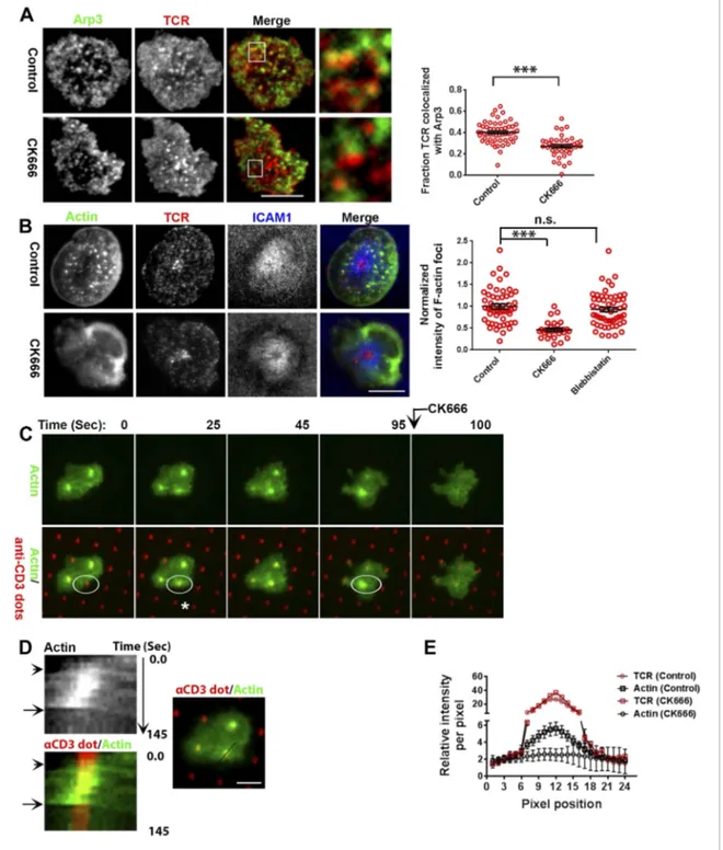 Figure 5. F-actin foci require activity of the Arp2/3 complex. (A) Arp2/3 complex is localized at TCR MCs