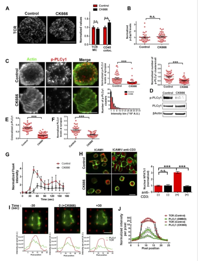 Figure 6. Arp2/3 inhibition leads to defective TCR-distal signaling. (A) Formation of TCR MCs or CD45 exclusion does not require F-actin foci