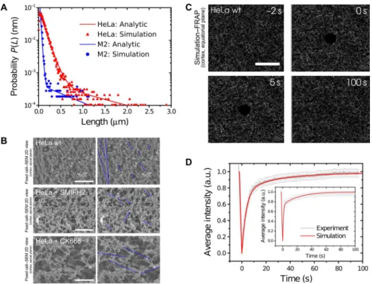 Table 2. Summary of FRAP and molecule fitting parameters in vivo in comparison with the finite cortex simulation results in silico in HeLa and M2 cells