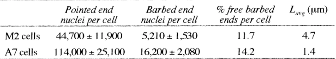 Table 111-2. Characterization of filament ends and lengths in melanoma cell cytosheletons.