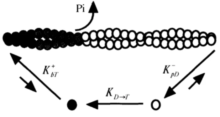 Fig. I-i1. Actin filament  treadmilling. After assembly at the